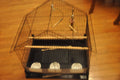 Black Bird Cage N57432